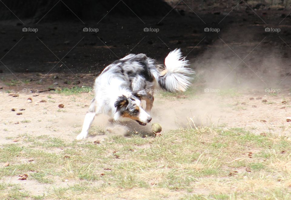 dusty aussie