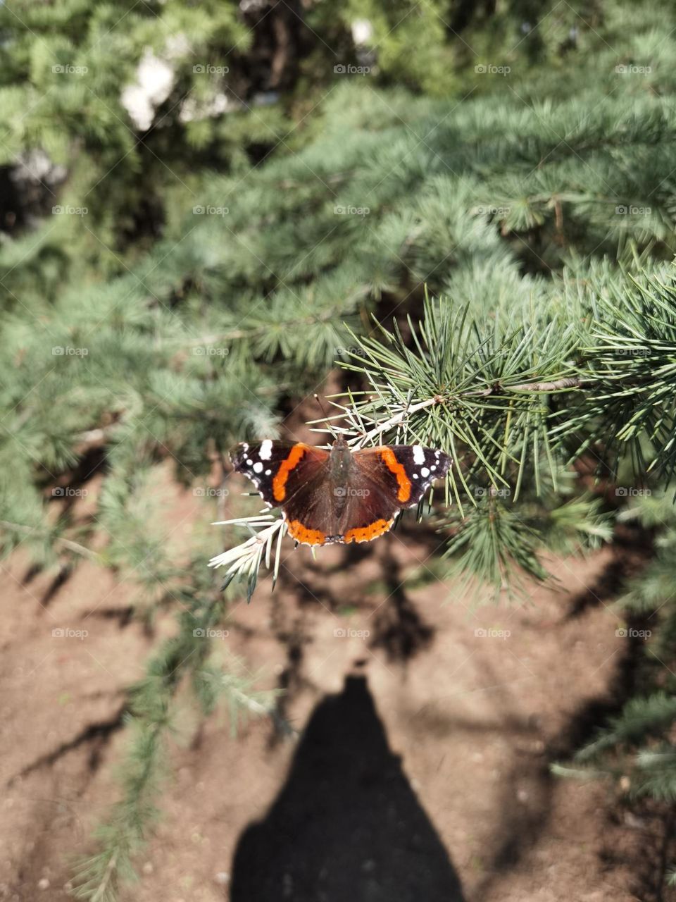 Butterfly counts moments