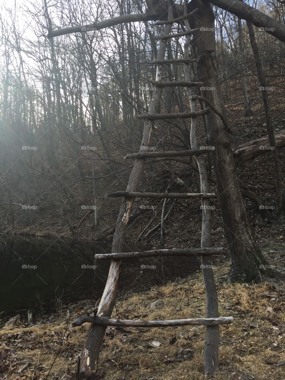 Ladder in the Woods