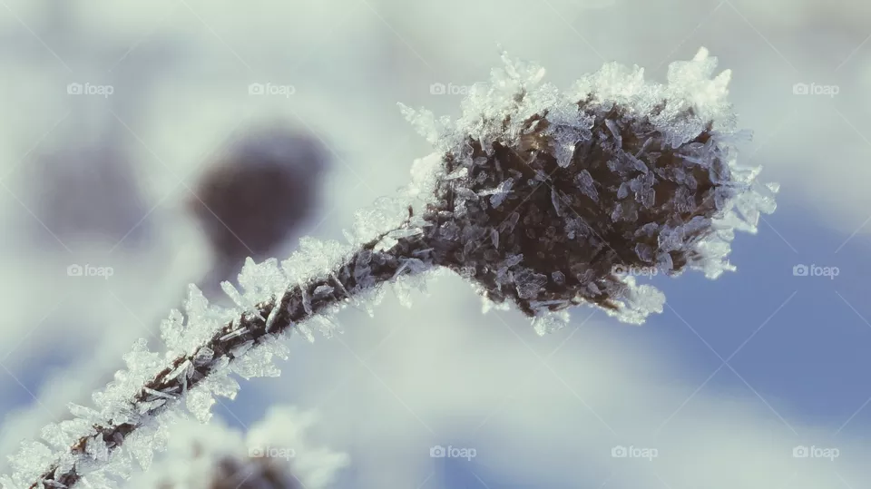 frost