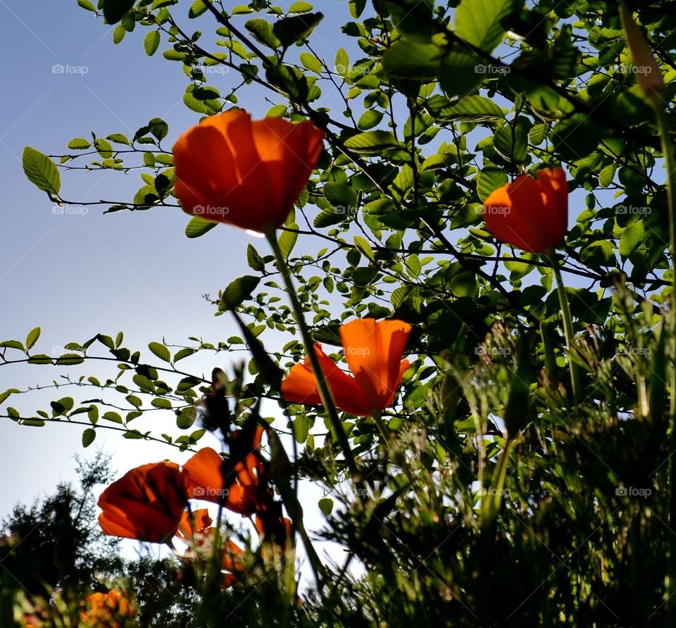 Poppies in Springtime