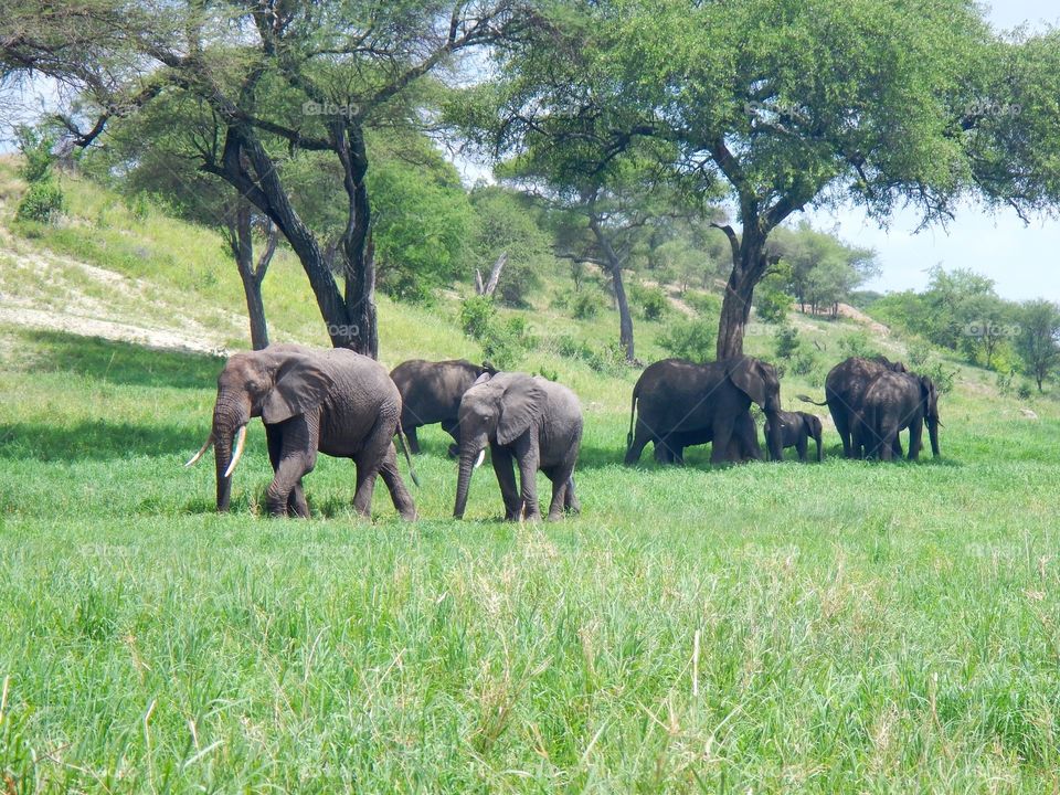 The crew. Admiring the elephant herd in Tarangire national park