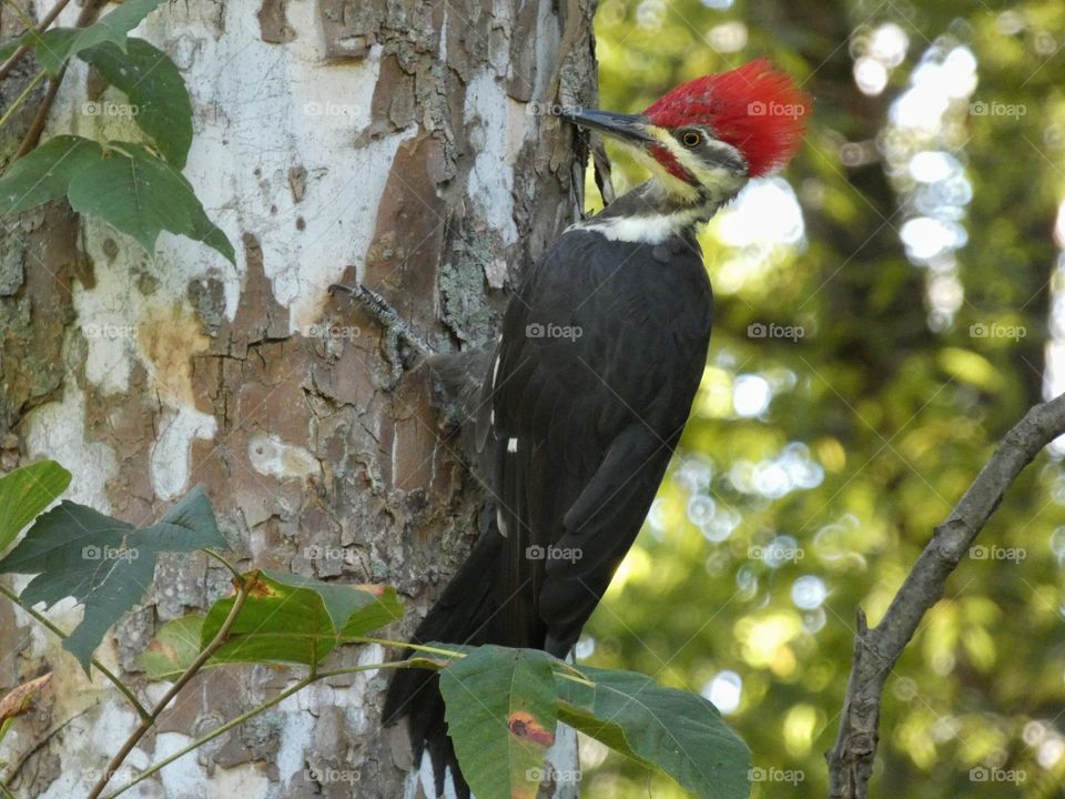 woodpecker