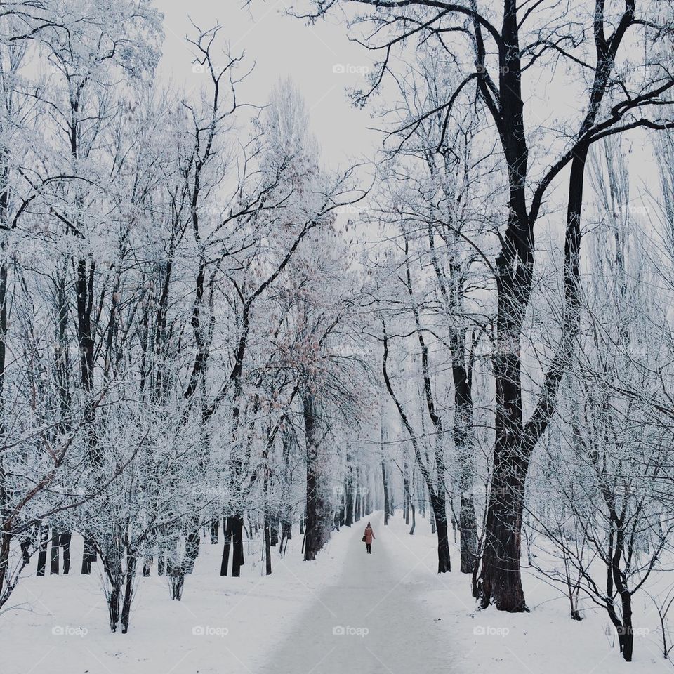 Winter in the city park