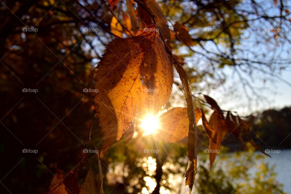 Autumn leaves at sunset