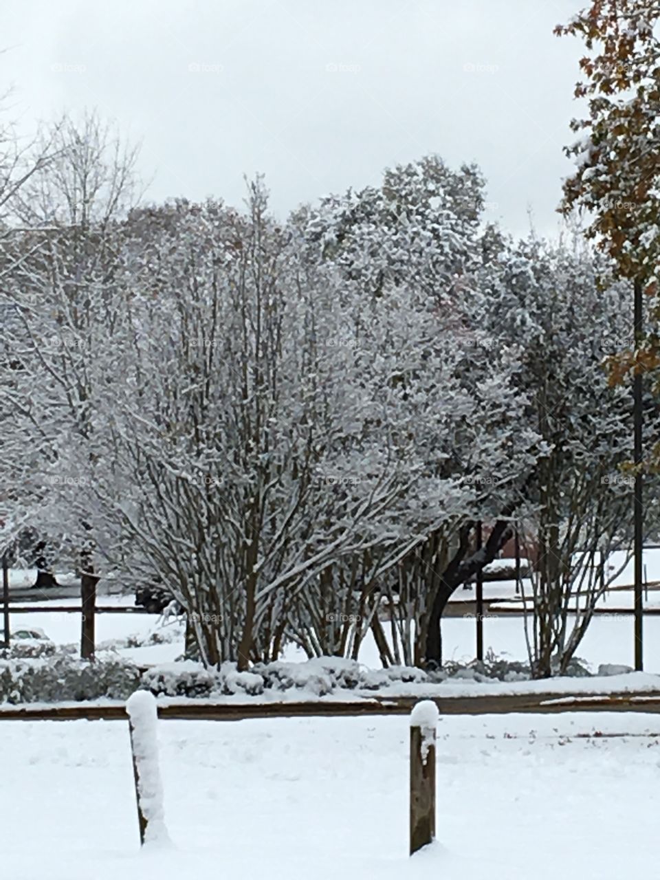 Snow day in Ms 