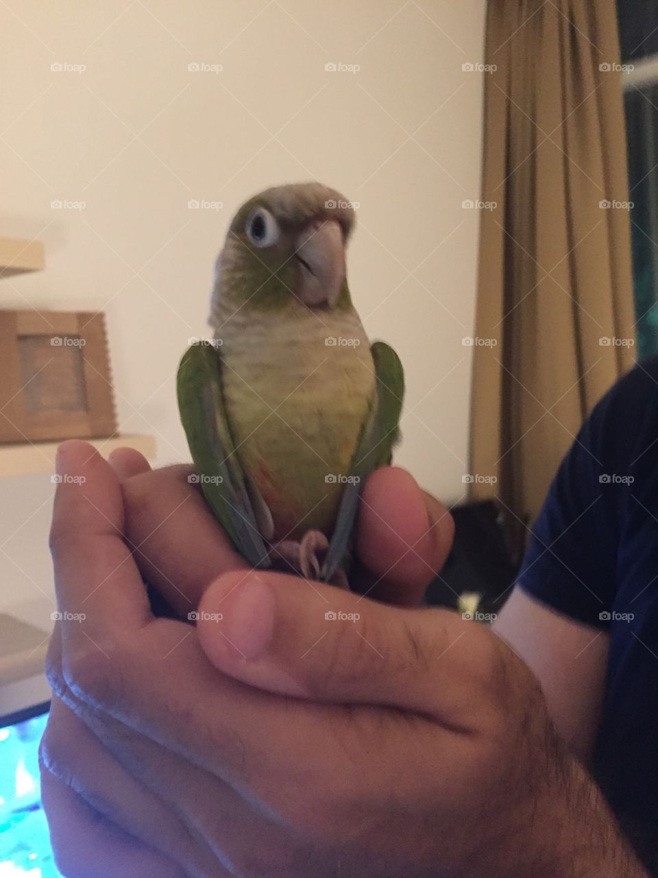 Kiwi the bird 