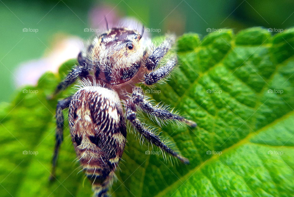 Macro photography photos