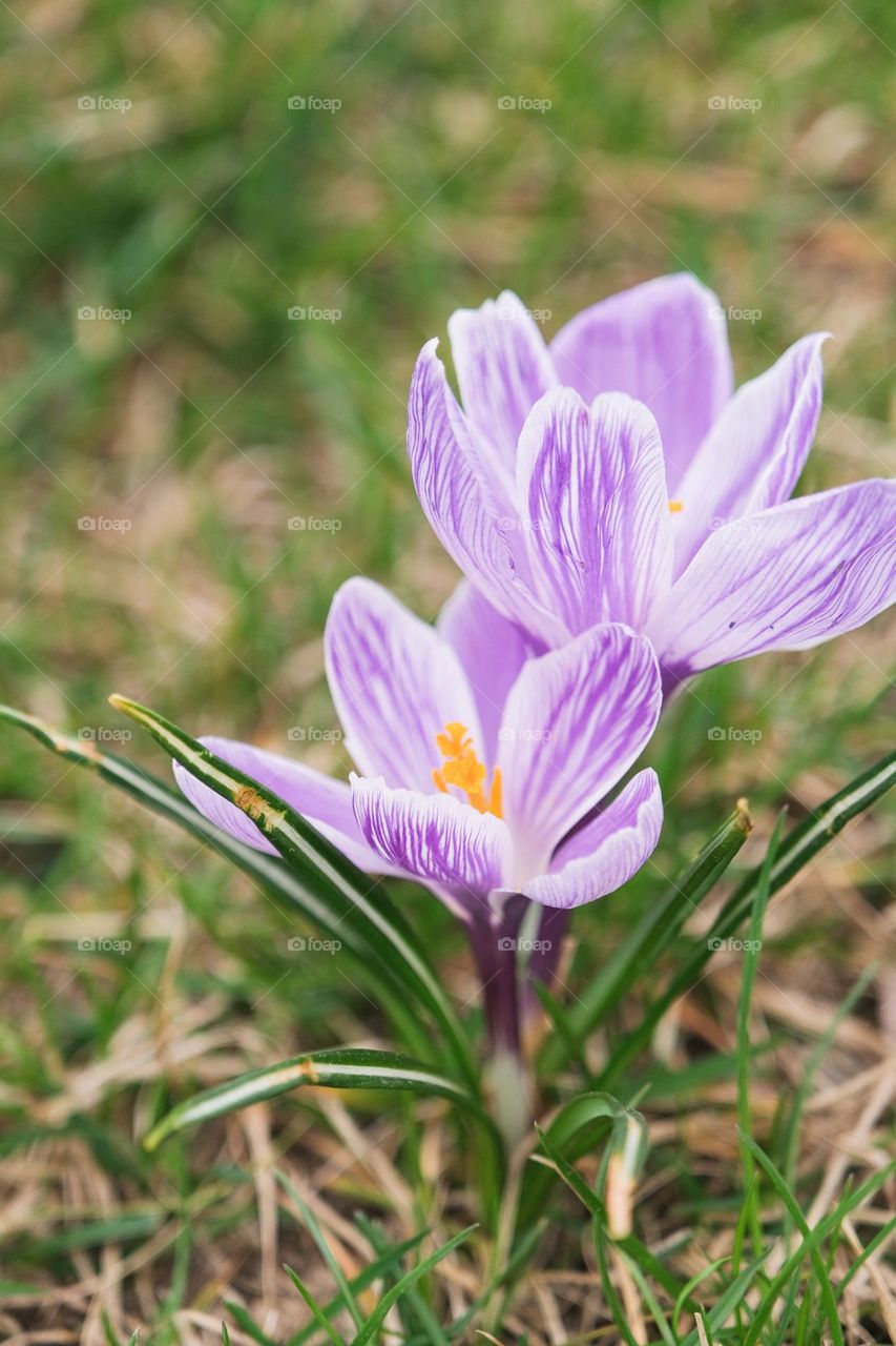 crocus in grass