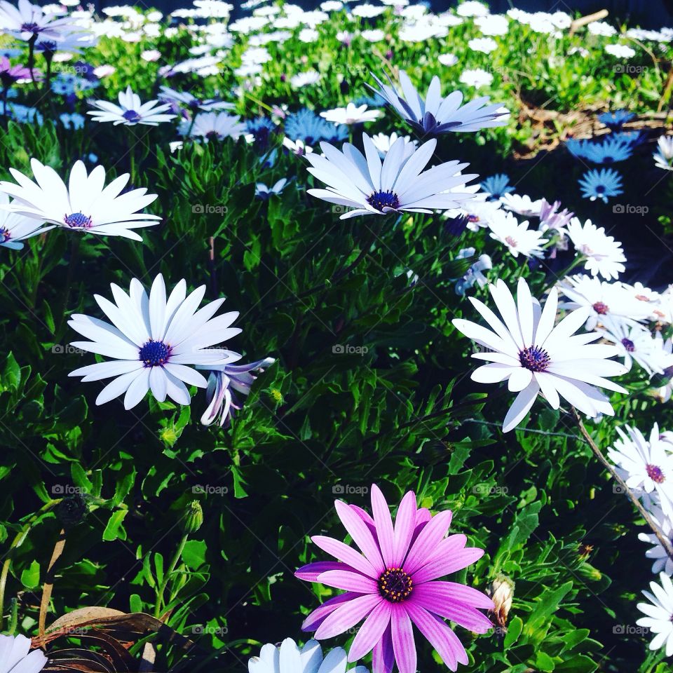 Close-up of fresh flowers