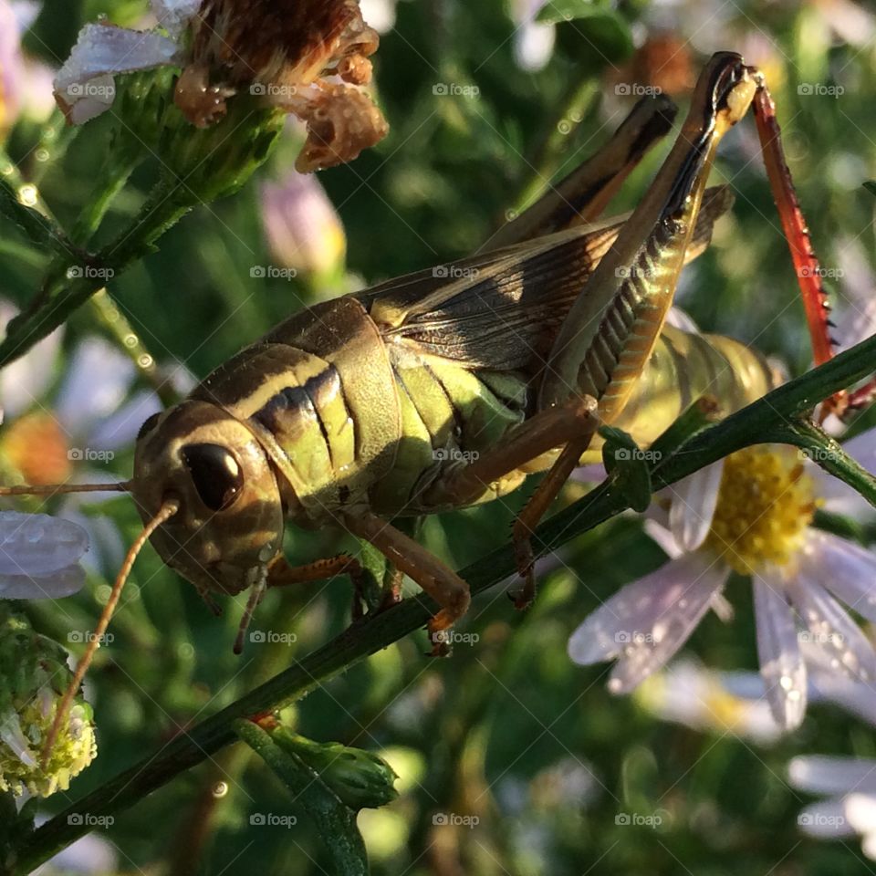 Sunshine and grasshopper