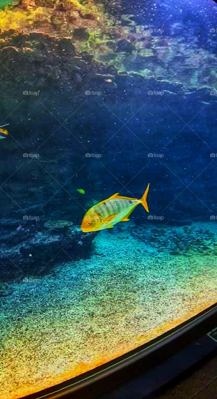 Swimming like a fish