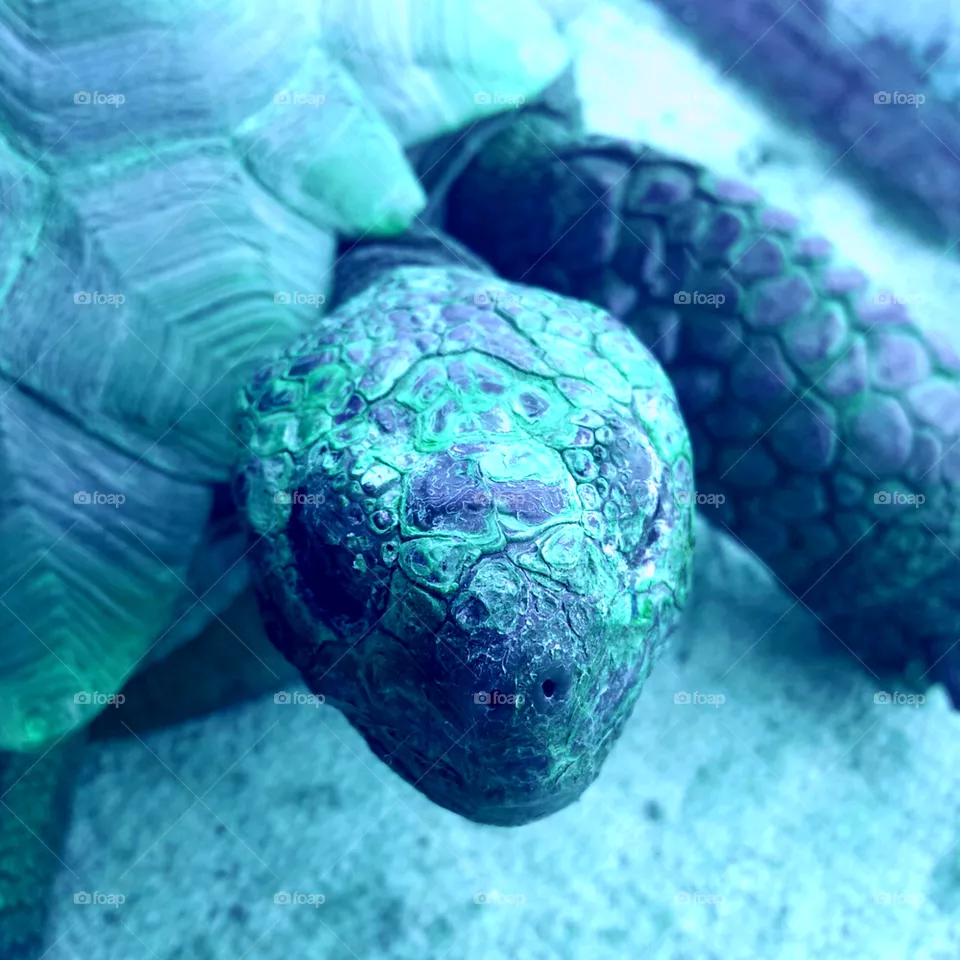 Torti