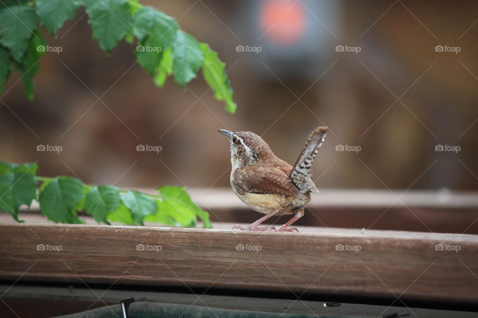 Close-up of wren on wood