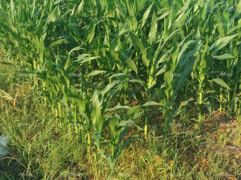maize field, cornfield