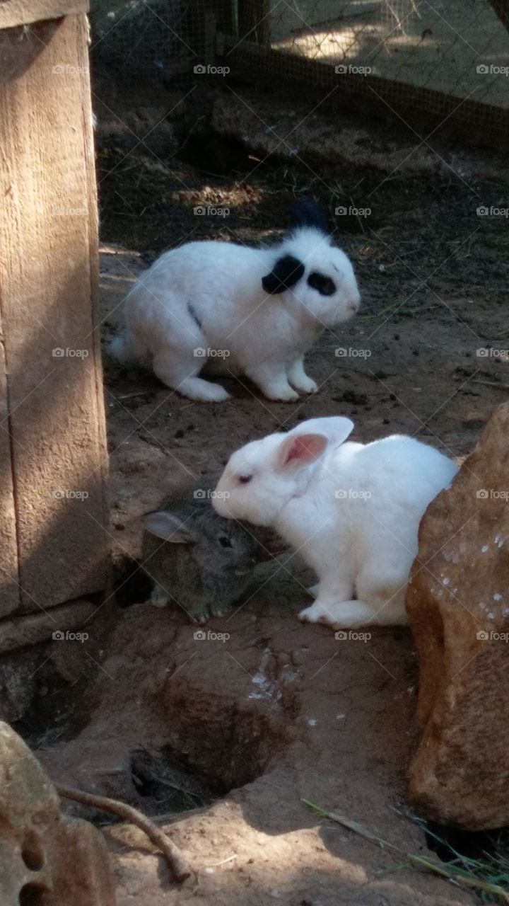 Bunnies