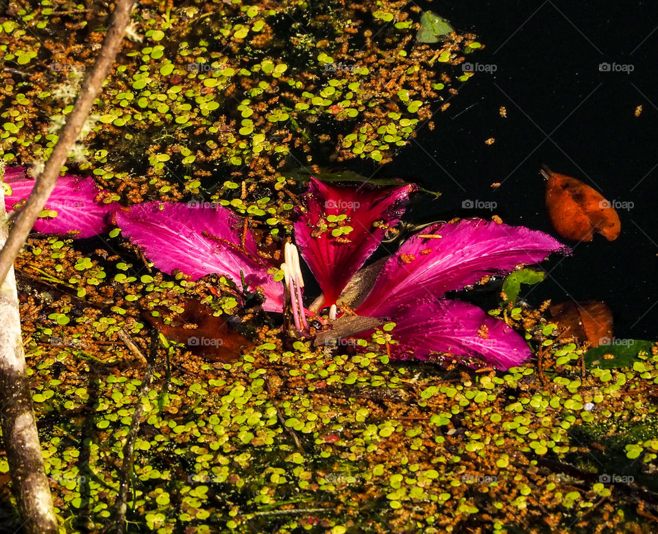 Fallen orchid flower in pond in early spring