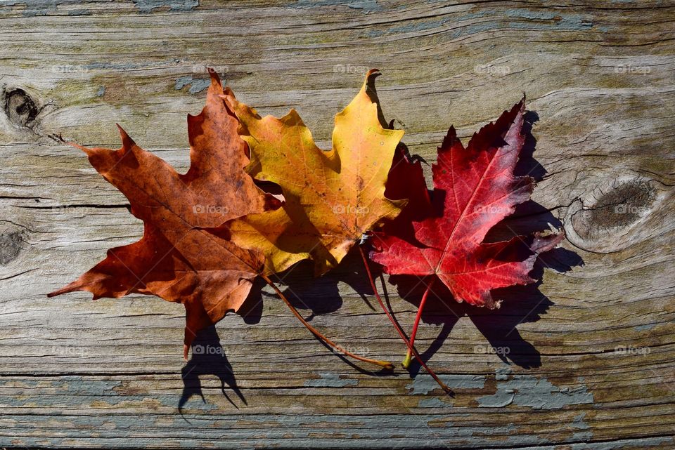 Orange, yellow, and red Autumn leaves set against a rustic wood background.