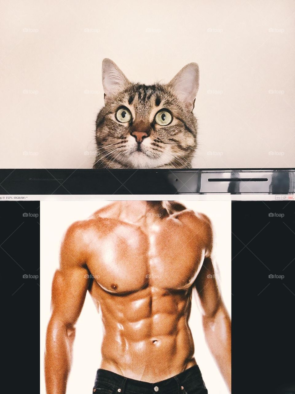 Cute strong cat. Funny photo