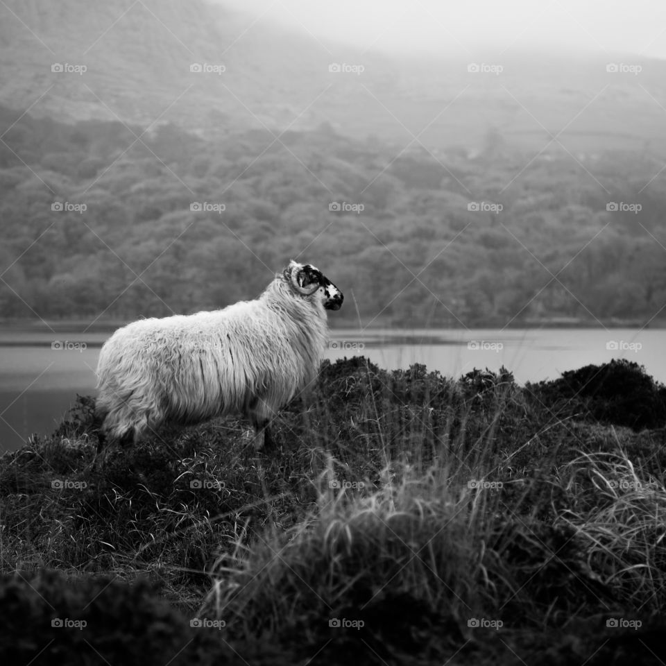 Sheep, Mammal, No Person, Landscape, Monochrome