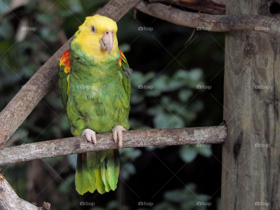 Amazon Parrot . Amazon Parrot on wooden perch