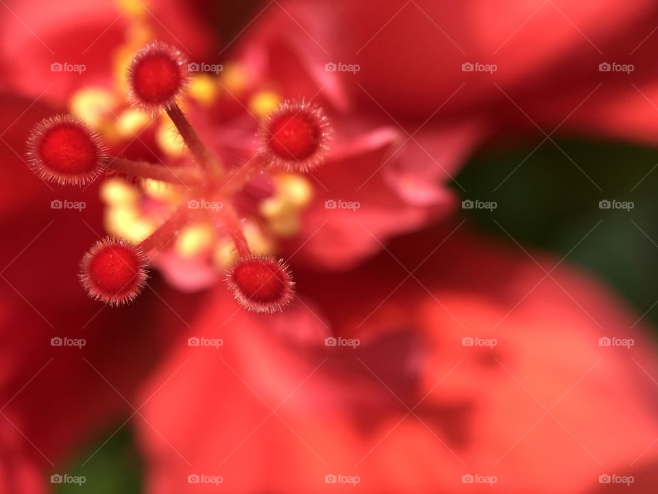 Flower pollen from the garden in my house. What's that color mode and tone. Natural made is the best.