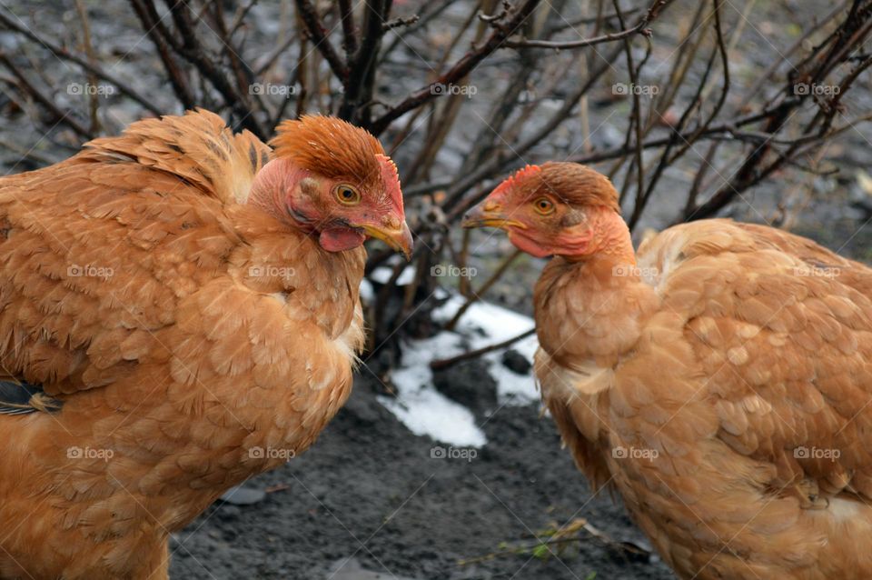 chickens in the village in autumn