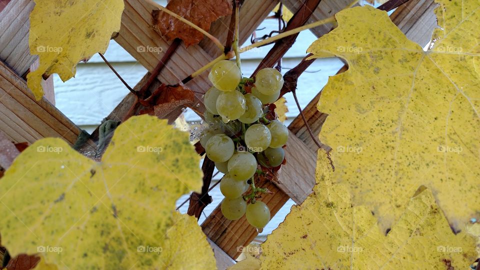 Wet Fall Grapes.