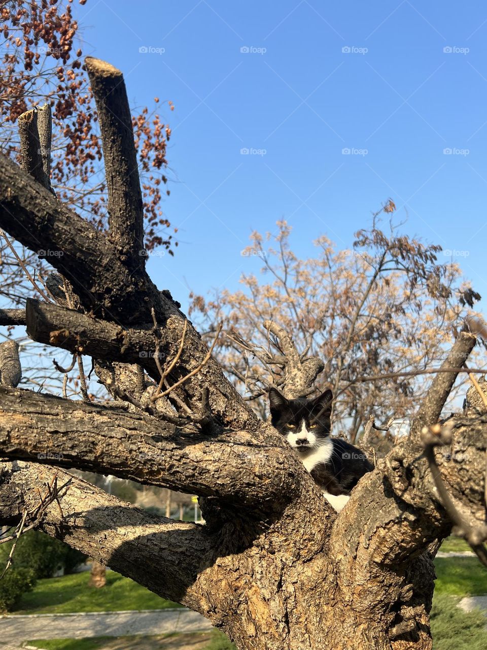 Cat on tree