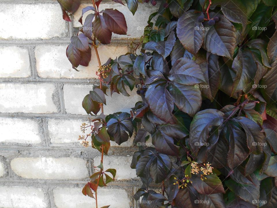 green leaves on a wall background