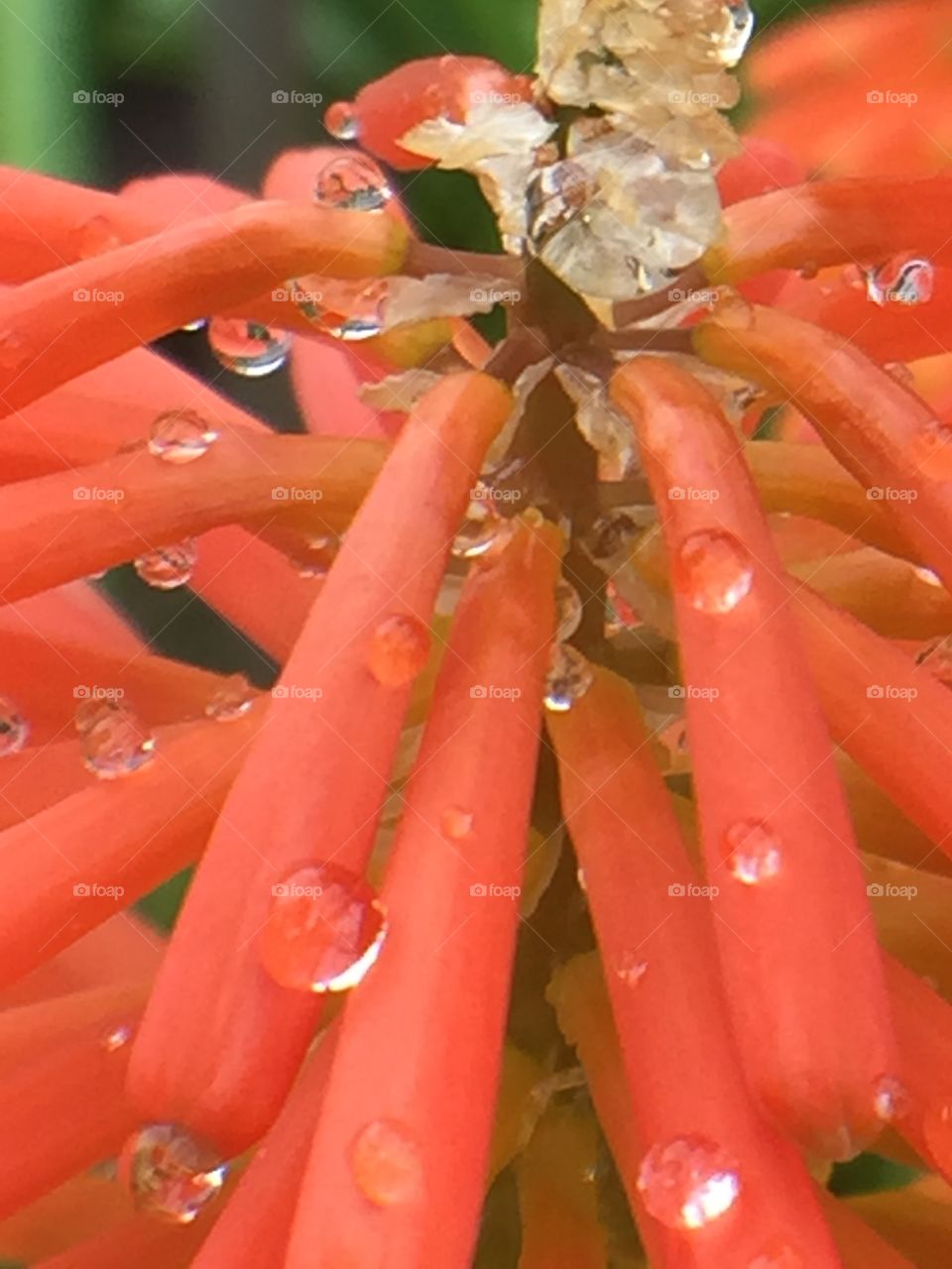 Sweating Red Hot Poker 