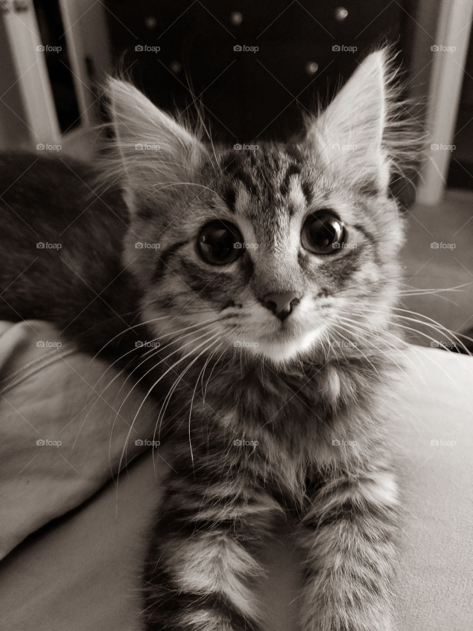 Rescue Kitten Named Tippy