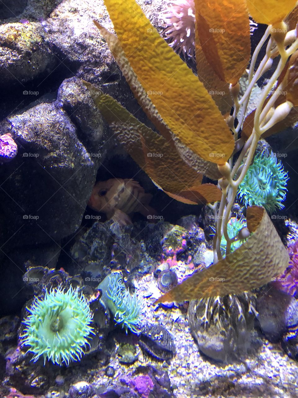 A shot of the fish and sea life in Boston’s aquarium!