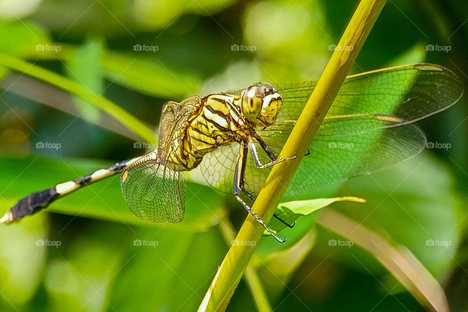 dragonfly