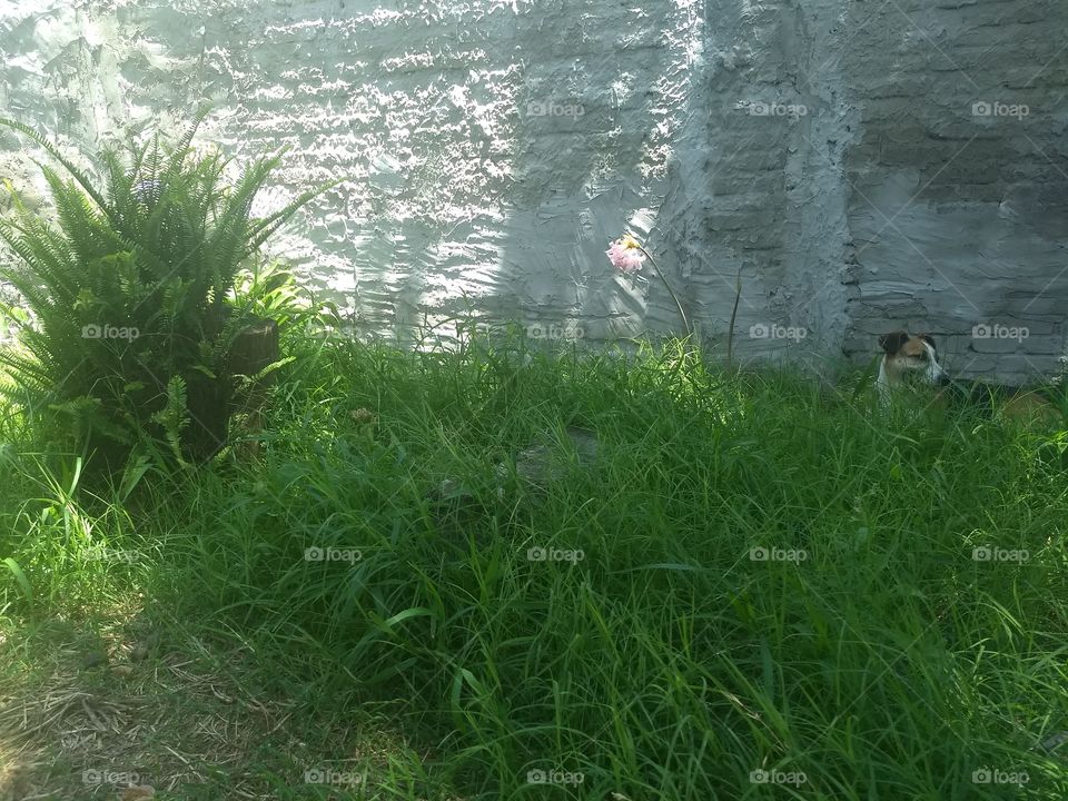 Césped flores y helechos