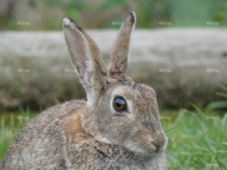 A close up of a rabbit 