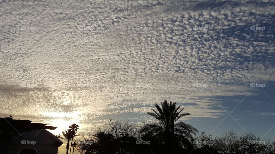 Evning Clouds and Palms