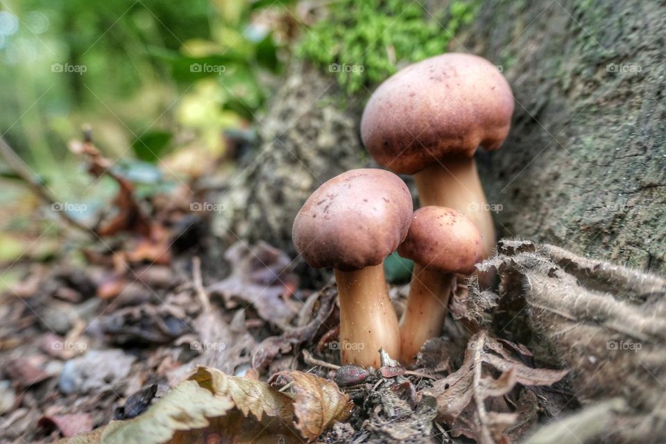 Three small mushrooms near a trunk - 2