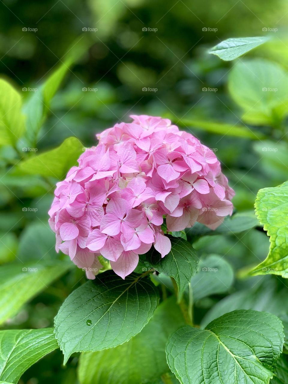 Pink flower