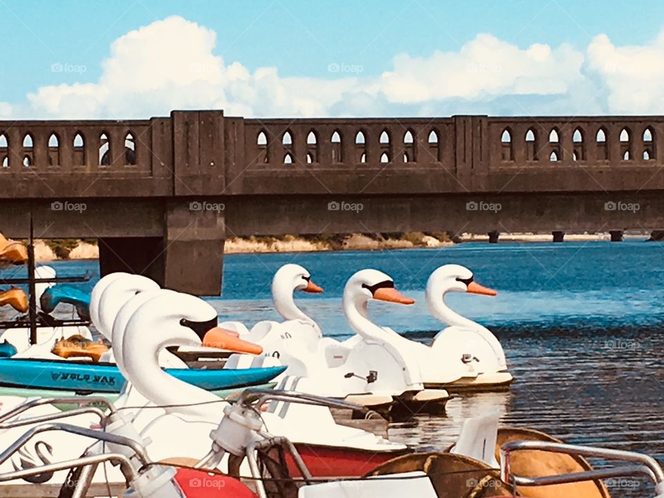 Swan boats 