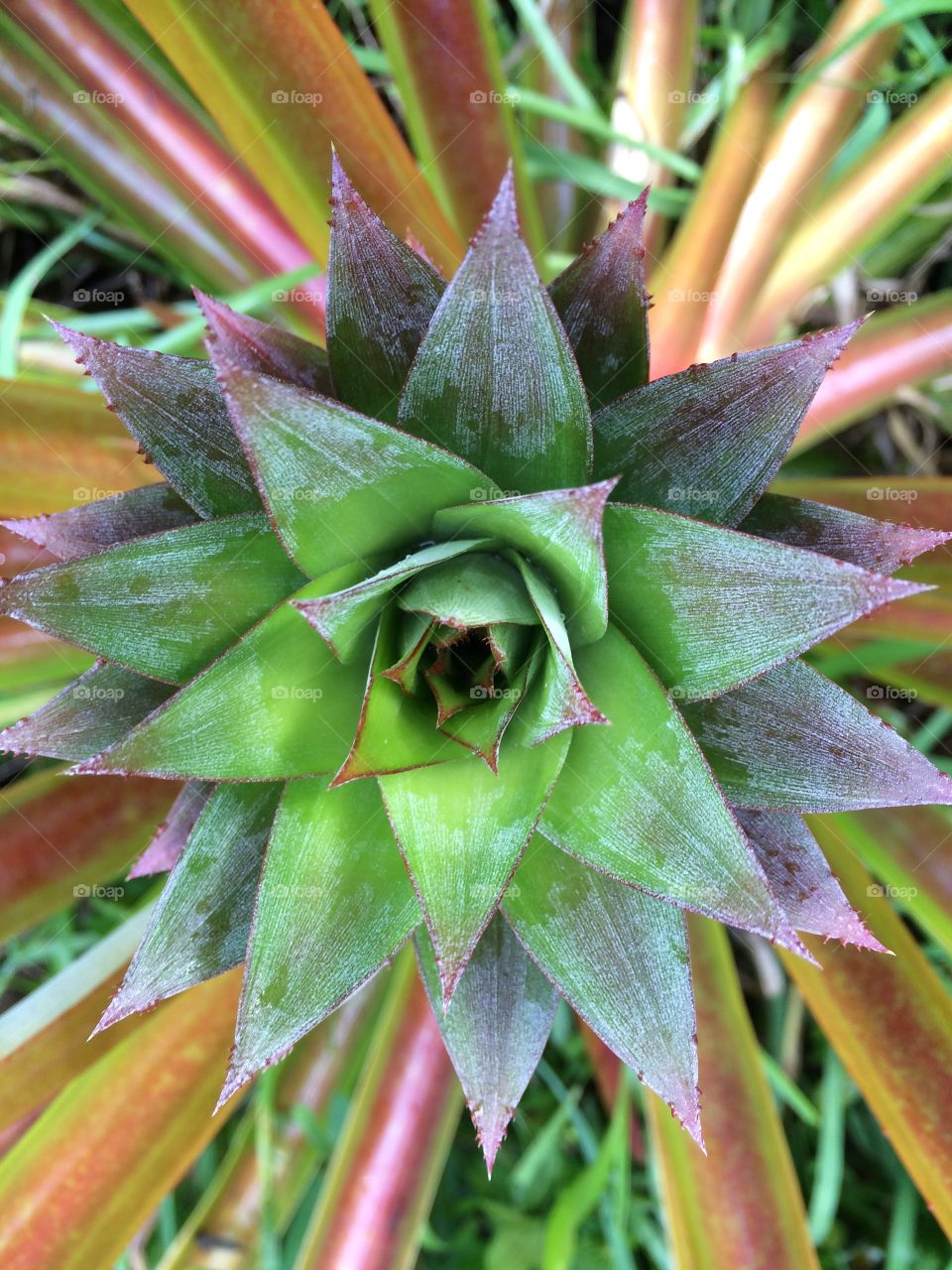 Pineapple . Pineapple 