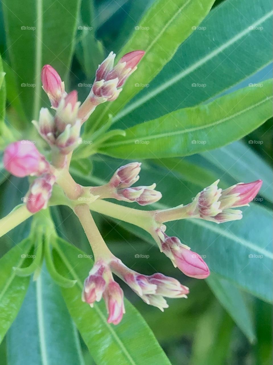 Pink buds, set against green leaves, getting ready to bloom at the bay house in Texas 