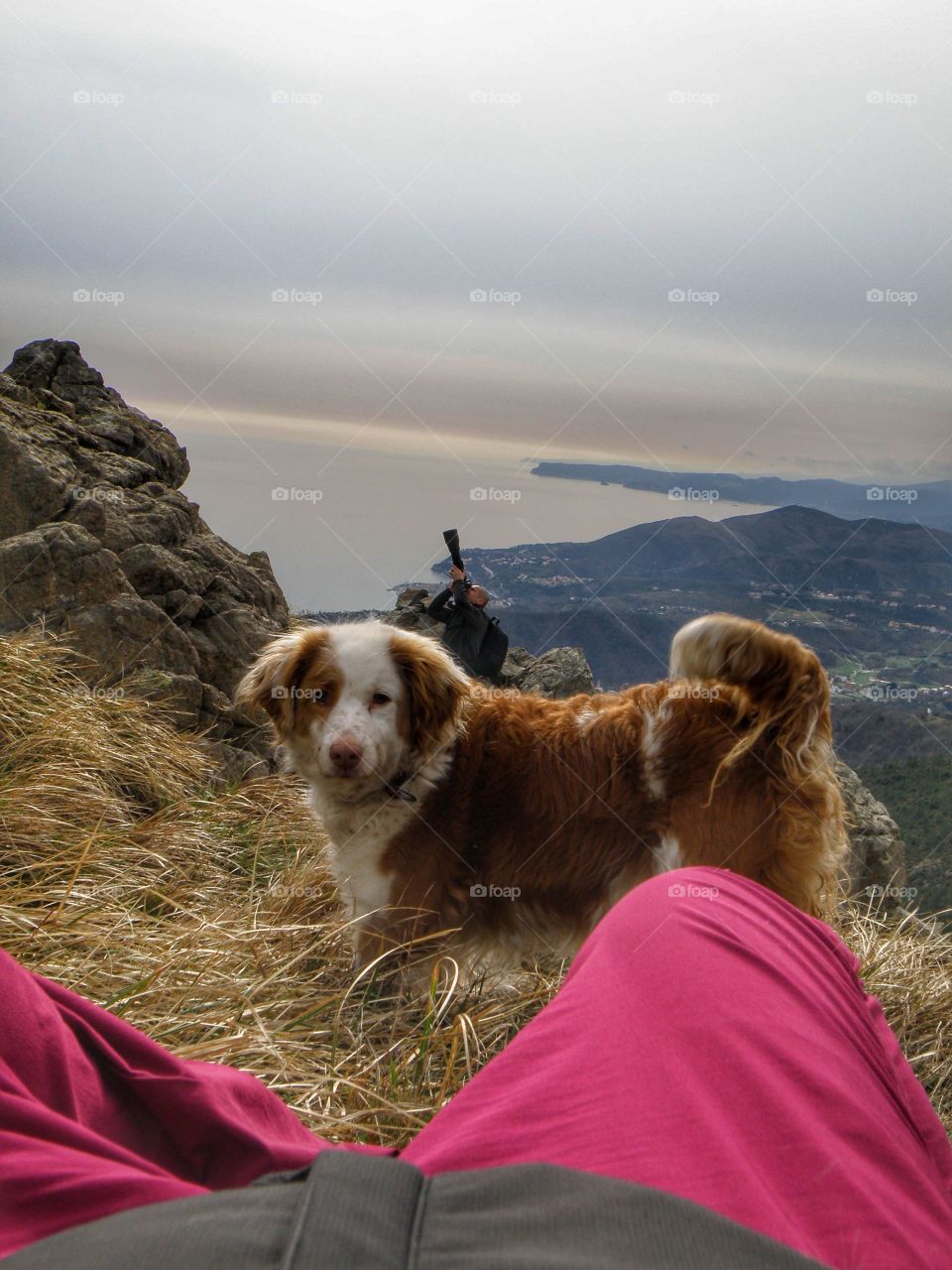 Dog on mountain