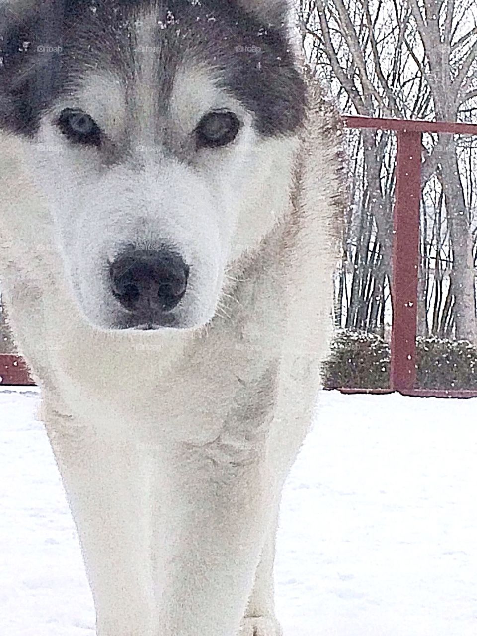 Incredible Husky Dogs