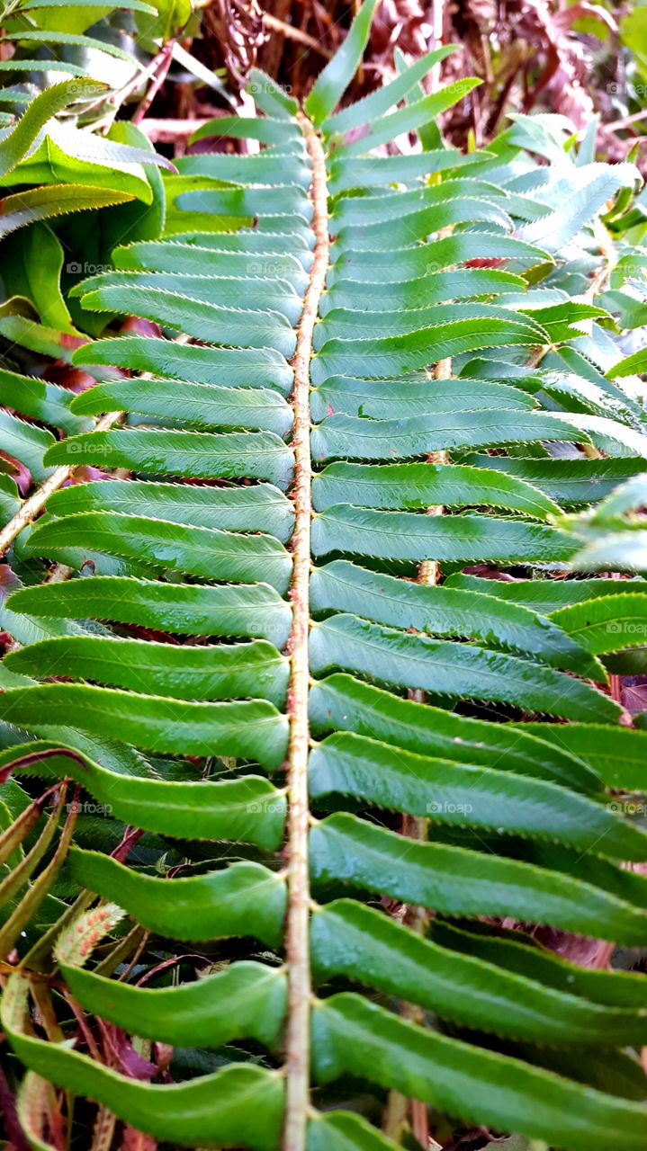 winter ferns