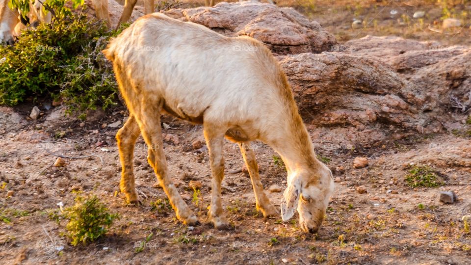 Close-up of a standing goat