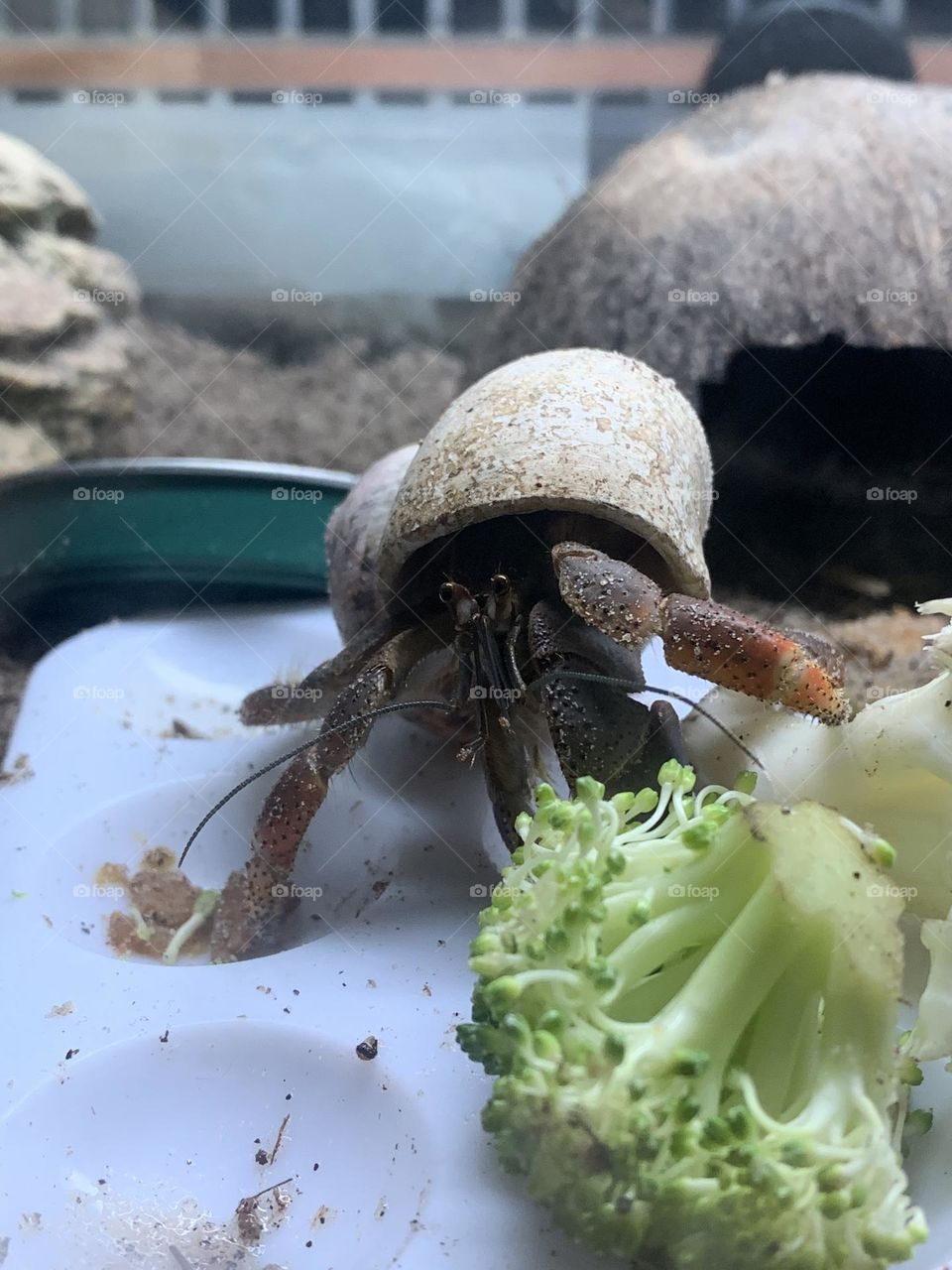 Hermit crab life. Warmth, humidity, fruits and veggies, hides, and all kinds of things to climb on. 