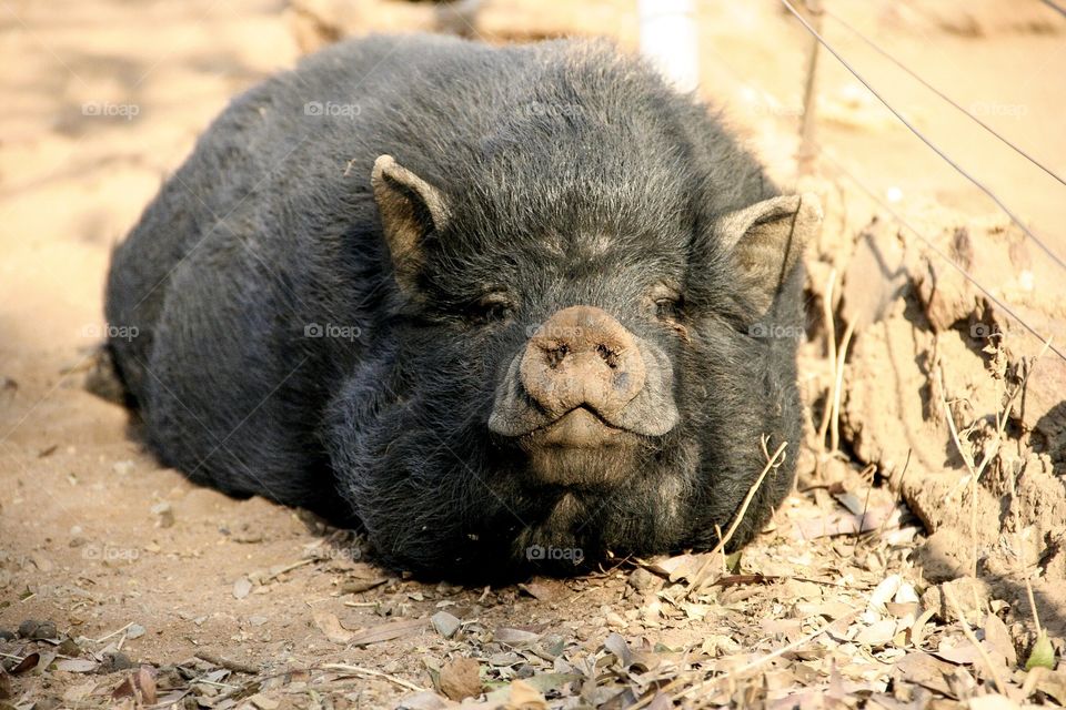 This potbelly pig was lazing about after his meal and just managed to lift his head for the photo