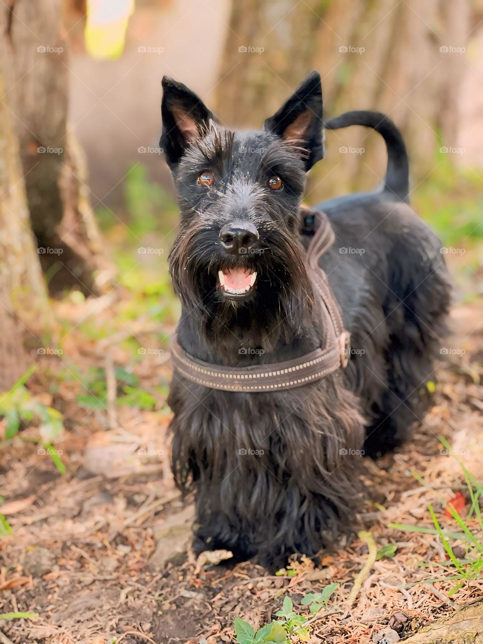 Scottish terrier 