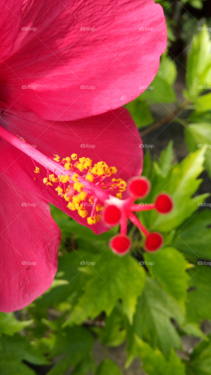 Hibiscus